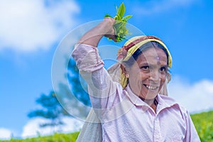 Tamil woman who works at Dambetenna estate breaks tea leaves